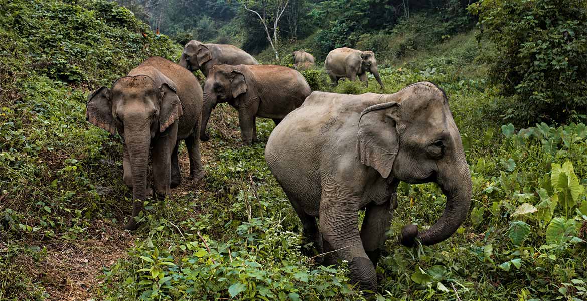 Elephant Conservation Center