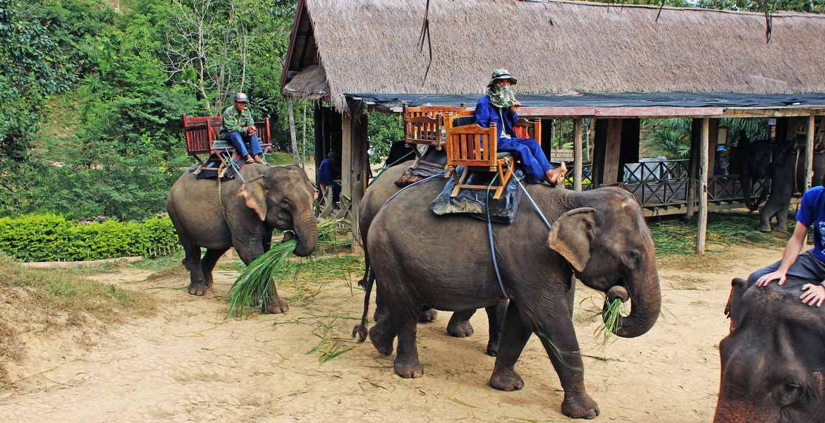 Elephant Village