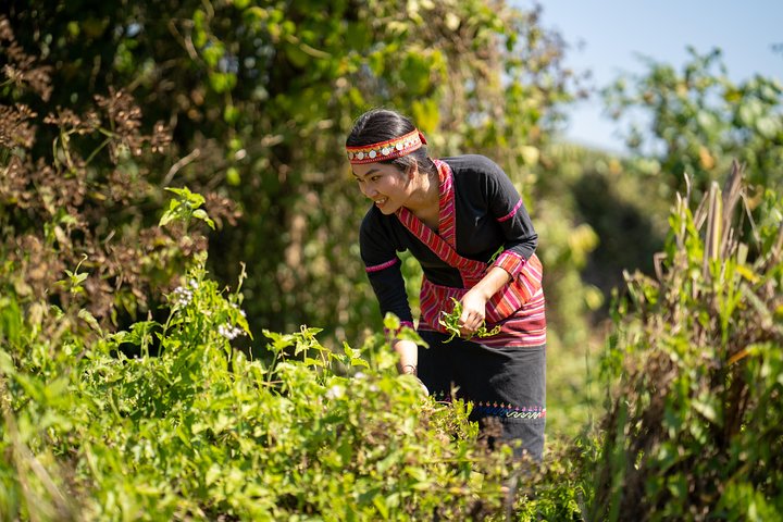 1000 Years Old Tea Forest