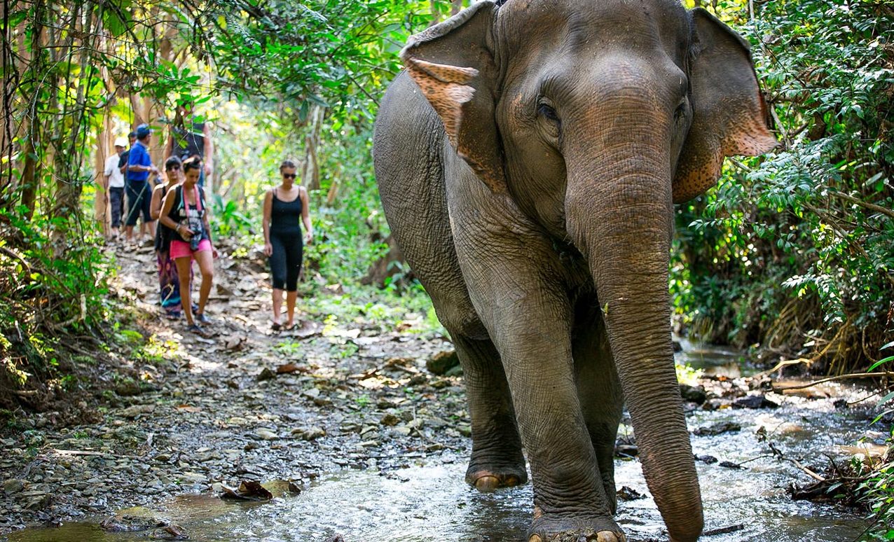 Mandala Elephant Camp