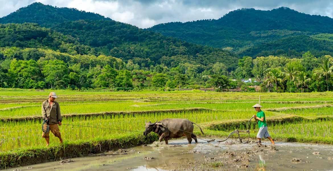 Rice Farm Experience