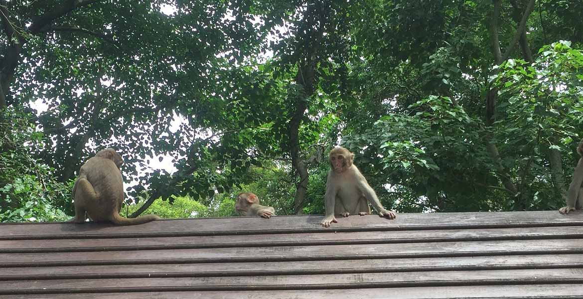 Sacred Monkey Forest